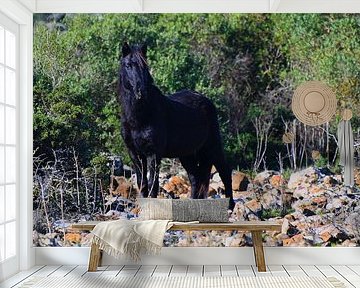 Giara Horse op Sardinië van Vinte3Sete