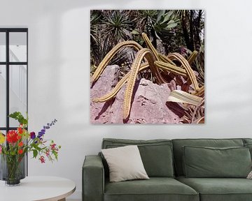 Cactussen in retrostijl in Jardin Exotique in Monaco. Moderne botanische kunst van Dina Dankers