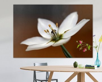 Witte Arabicum bloem van Jolanta Mayerberg