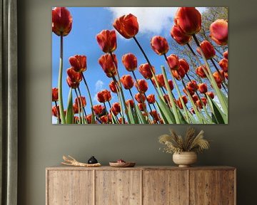 Tulpen in bloei by Geert Heldens