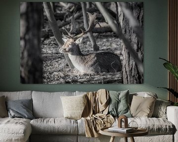 Un cerf se repose au soleil sur Rene Jacobs