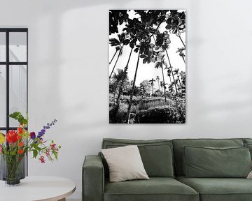 Sous les palmiers à Bali en noir et blanc