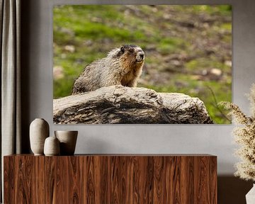 Rocky Mountains Marmot by Roland Brack