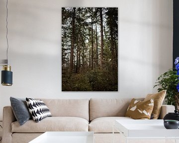 La forêt d'Overijssel dans sa verdure hivernale. sur Holly Klein Oonk