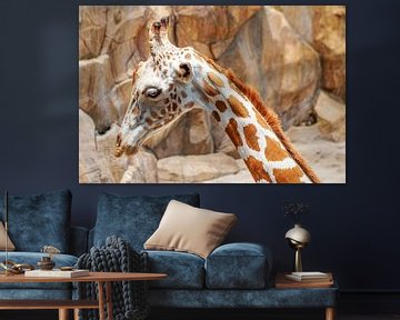 Portrait of a young giraffe by t.ART