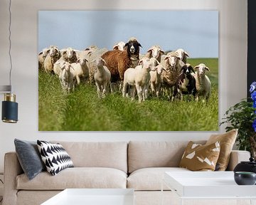 Famille de moutons sur la digue sur Rolf Pötsch