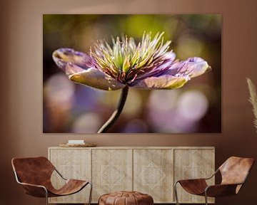 Clematis by Rob Boon