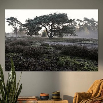 Die alte Kiefer auf der Heide