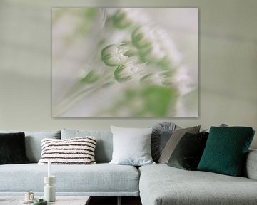Pastel wit en groen: De kleine bloemetjes in het hart van een Astrantia major van Marjolijn van den Berg