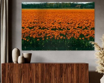 Oranje tulpenveld, Noordwijk van Yanuschka Fotografie | Noordwijk