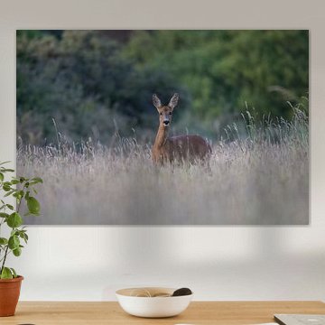 Reegeit. Noord-Beveland, Zeeland