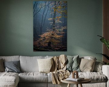 Waldfotografie "Wildorange" von Björn van den Berg