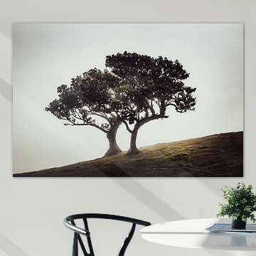 Fairy duo of trees on a misty slope II | Fanal | Madeira | Travel photography