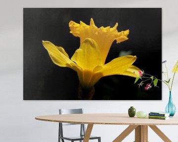 Yellow daffodil side view with dark background, daffodil b by Torsten Krüger