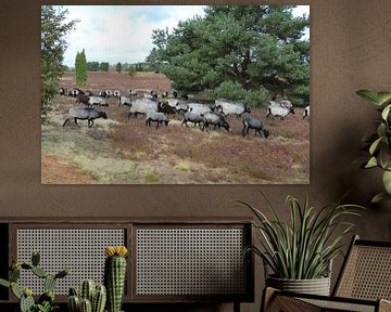 Heidschnucken herd in the Lüneburg Heath by Karina Baumgart