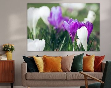 Fleurs de crocus blanches et violettes | Photographie de nature sur Denise Tiggelman