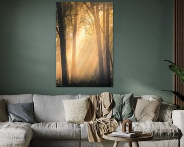 Forest photography "sunbeams"