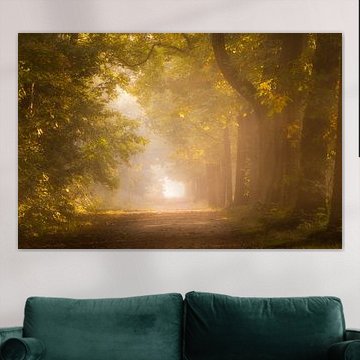 Bos fotografie "first morning glow"
