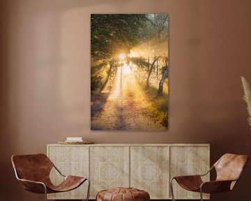 Bos fotografie "first sunrays" van Björn van den Berg