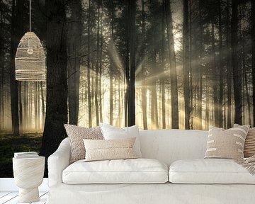 Sonnenstrahlen im nebligen Wald