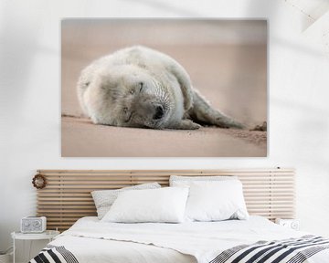pas geboren grijze zeehonden pup van PIX on the wall