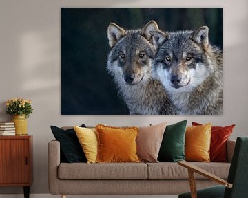 duo of grey wolves