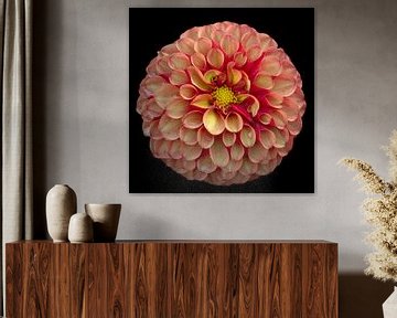 Dahlia pinnata (coral) by Léon Gerridzen