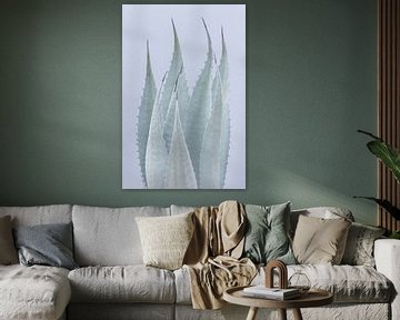 Elegant agave plant photo print.
