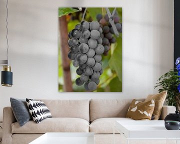 Italiaanse Druiven van Bart Kock