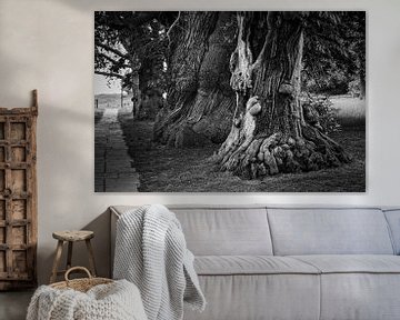 Arbres de 1 000 ans au château de Herstmonceux sur Rob Boon