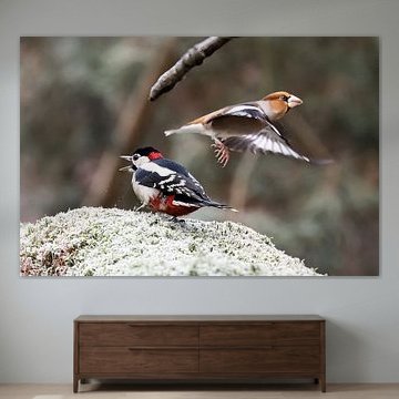 Appelvink vliegt weg bij grote bonte specht. van Huub de Bresser