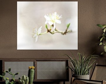 Dry blossom by Bianca Van Steen