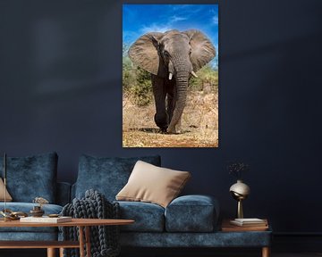 Grote olifant in het Kruger National Park in Zuid-Afrika van W. Woyke