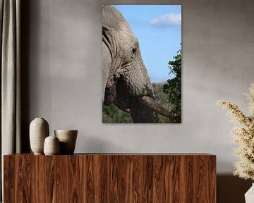ADDO Elephant Zuid-Afrika van Photo by Cities