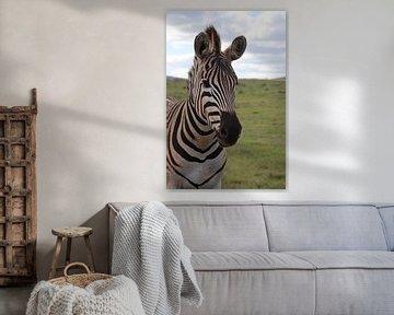 Zebra Afrique du Sud sur Photo by Cities