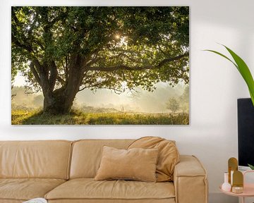 OAK TREE AT SUNRISE IN SOUTH-KENNEMERLAND by Sandy Spaenhoven Photography