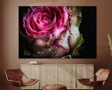 Beautiful Rose Closeup - with drops by marlika art