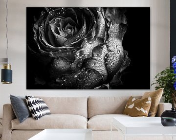 Beautiful Rose Closeup - with Drops Black and White by marlika art