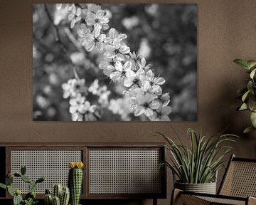 Japanese cherry branch | Picture | Black & White by Yvonne Warmerdam