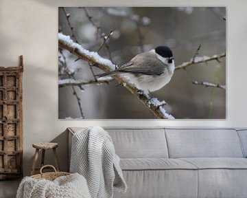 Zwartkop in de sneeuw, vogelhut, natuurfotografie van Erwin Teijgeler