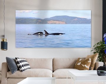 Orcas - l by G. van Dijk