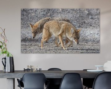 Loups des prairies dans la Vallée de la Mort sur LUC THIJS PHOTOGRAPHY