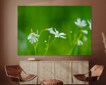 white flowers in green by Mel van Schayk