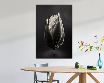 Une belle tulipe blanche sous un projecteur. sur Karina Brouwer