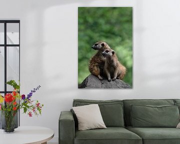 Two meerkats ( Suricata Suricatta ) by Leny Silina Helmig