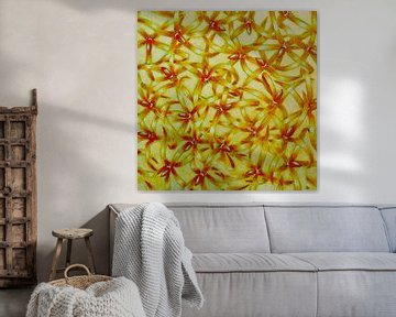 Schilderij van bloemenveld oranje geel van Dominique Clercx-Breed