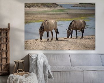 Chevaux Konik sur la plaine inondable du Waal près de Waardenburg