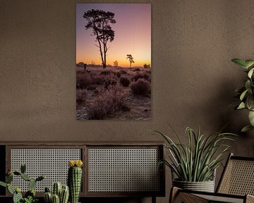 De loonse drunese duinen voor zonsopkomst met rijp op de velden van Rob Saly