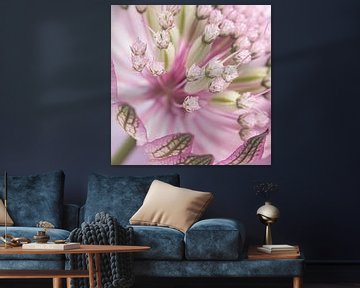 Square Flower: Pink Astrantia Major by Marjolijn van den Berg