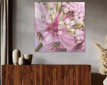 Square Flower: Pink Astrantia Major